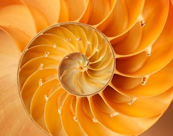 La Proporción Áurea: patrones en la naturaleza