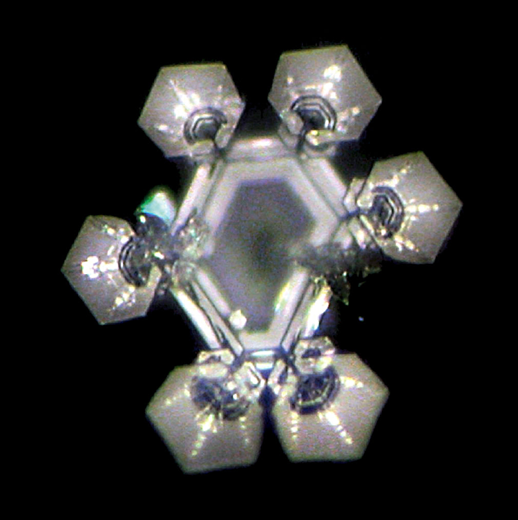 Bowl Revitalizador de Alimentos Cotula Small