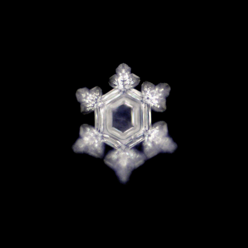 Platillo Energético Large Revitalizador de Alimentos Gold