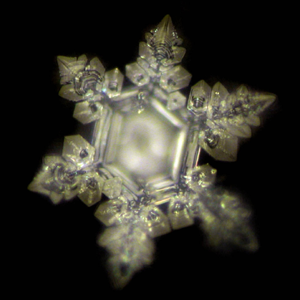 Botella de Agua Revitalizadora Arve Zirbe 0.5 l - Pinus Cembra